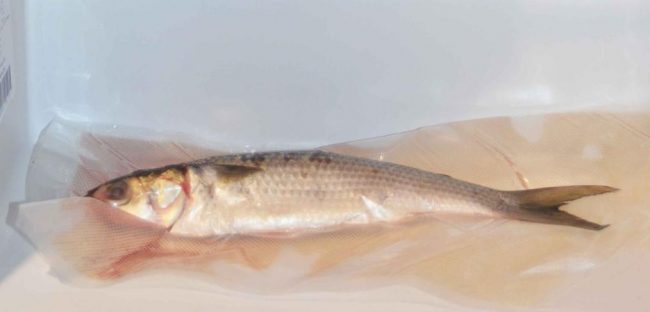 Shelf Life of Vacuum Packaged Food