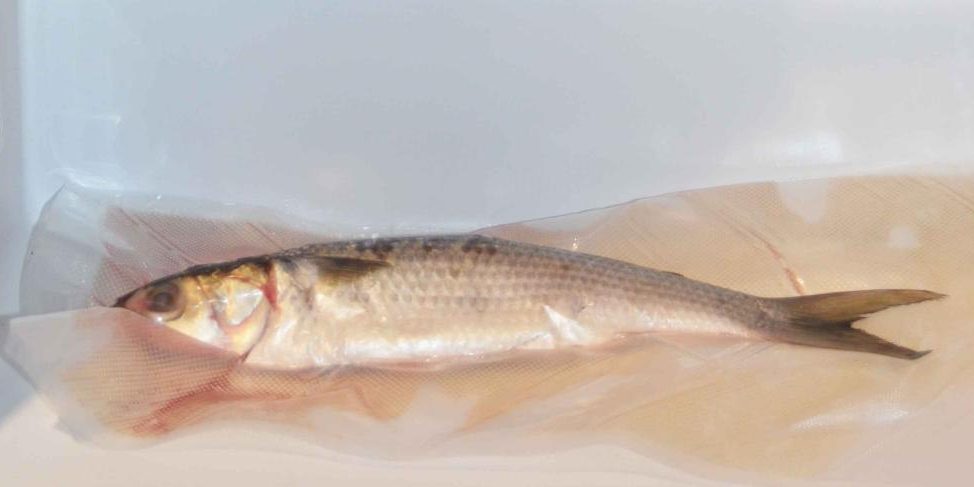 Shelf Life of Vacuum Packaged Food