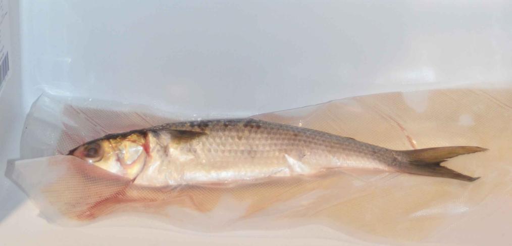 Shelf Life of Vacuum Packaged Food